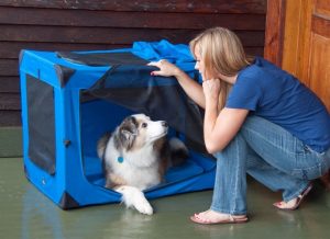 dog in blue Soft Crate 