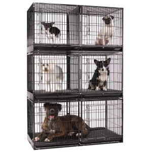 Dogs sitting In A Dog Cage With Divider