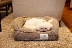 Brentwood Home Deluxe Gel Memory Foam Orthopedic Pet Bed