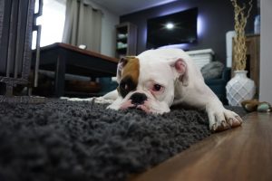 Bulldog Laying On The Floor