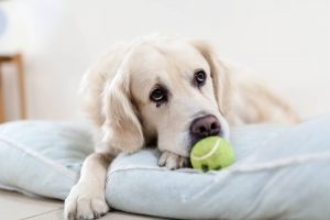White dog with a tennis ball lying on a pet bed