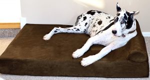 Big Barker 7" Pillow Top Orthopedic Dog Bed with a Large Dog on it