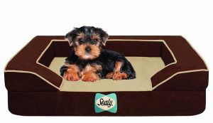 Sealy Lux Quad Layer Orthopedic Dog Bed with Cooling Gel with a Puppy