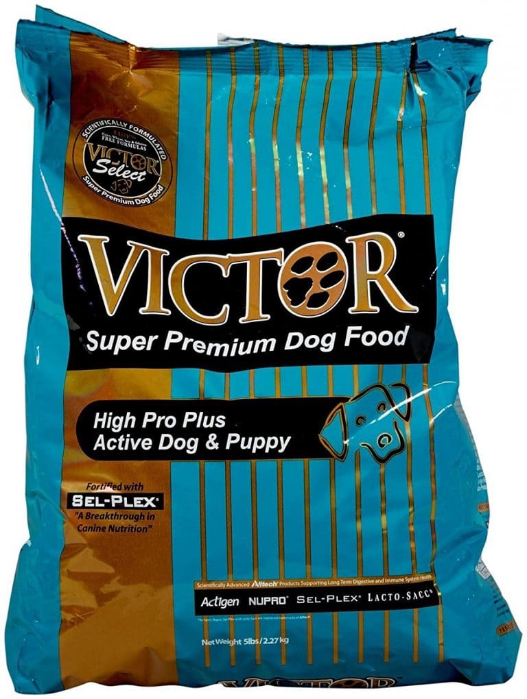 The 8 Best Dog Food for Pitbulls in 2020 | Dogsrecommend