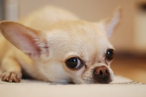 What Special Nutritional Needs Do Small Dogs