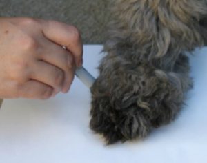 how to measure dog's paw size