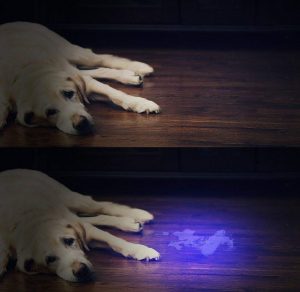 UV Flashlight Matching with Pet Odor Eliminator