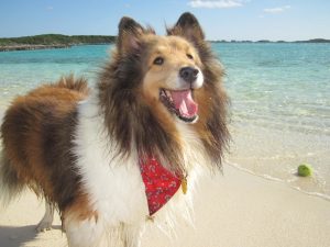 Dog Isolated on Sea Beach