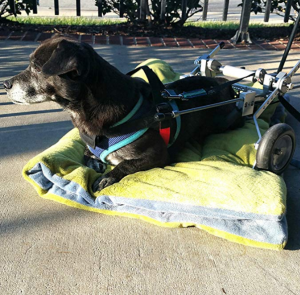 Dog Rests in a Best Friend Mobility SitGo Pet Wheelchair 