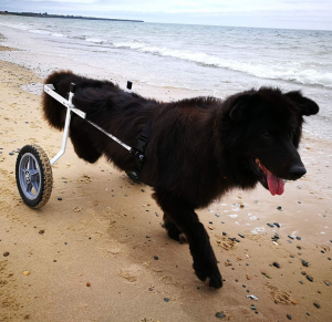Black dog on a dog wheelchair running on the seashore