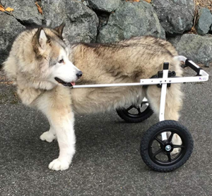 K9 Carts Original Dog Wheelchair Veterinarian Established