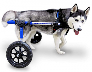 Husky dog on a wheelchair for rear legs
