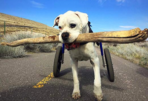 Walkin' Wheels Dog Wheelchair for Large Dogs 70-180 Pounds 