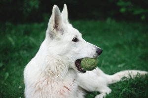 Photo of the dog chewing green tennis ball.