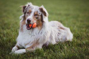 A dog laying with the orange ball on the grass