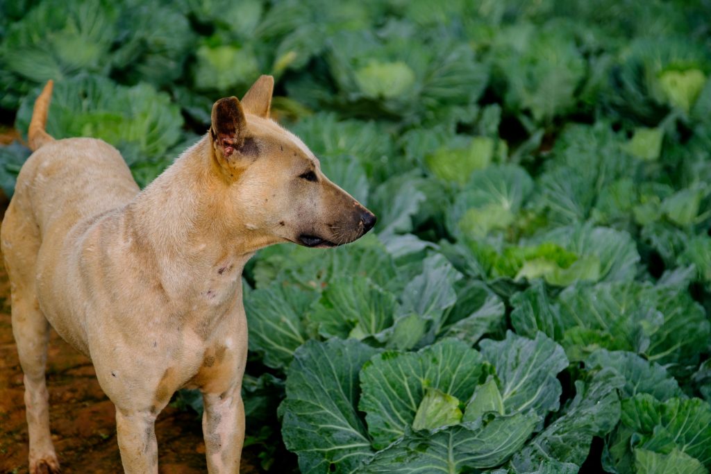 Can Dogs Eat Cabbage? | Dogsrecommend