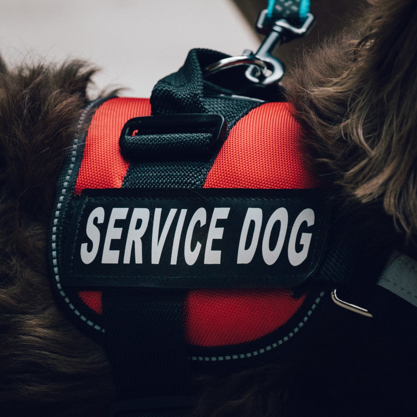 The Top 10 Service Dog Vest & Harnesses (Review)