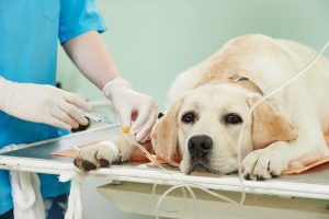 veterinary treating the ivory labrador dog in clinic