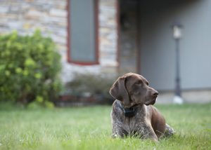 german shorthaired pointer dog sitting in front of house