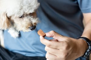 Person feeding poodle pet dog with preventive heartworms chewable