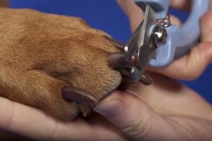 close up of dog nail trimming