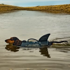 Dog In Shark Life Jacket