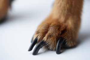 dog's paw with long black claws