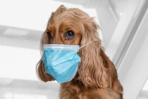 dog wears human medical mask