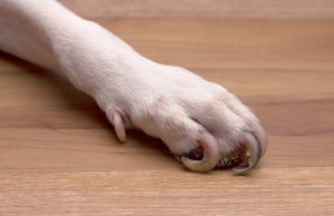 A dog's paw wiht very overgrown toe nails