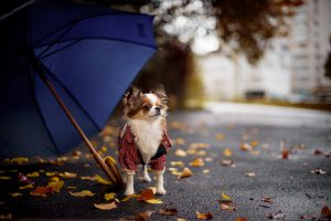 Dog Under The Umbrella in the Rainy Day