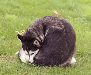 Husky dog chewing his butt