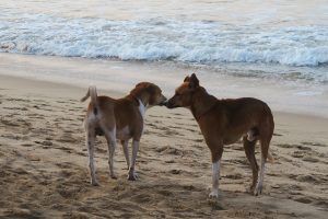 Wild mongrels living on a sandy beach in Goa, dog and bitch pair sniffing each other on shoreline with the tide rolling in behind.