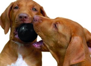 Two large dogs playing with the black ball by Kong