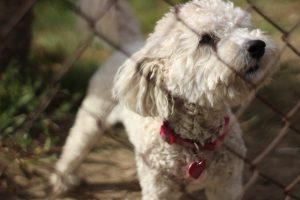 White toy poodle standing behind the wire fence