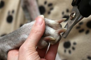 trimming dog nails with clippers