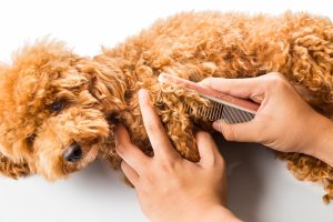 Person detangling wooly dog hair with a comb