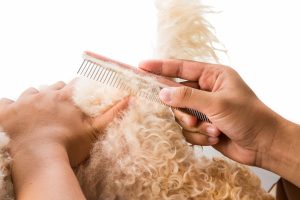 Person combing matted dog hair with a comb