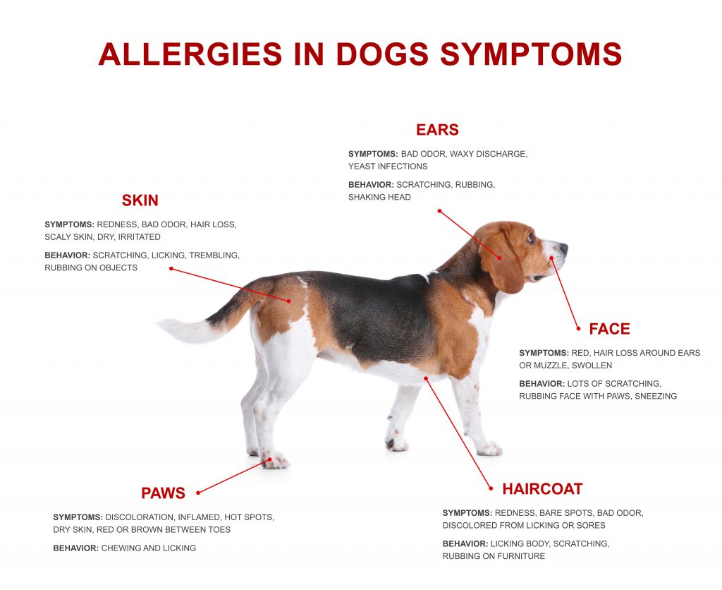 Cute dog and list of allergies symptoms on white background
