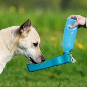 Best Dog Water Bottle