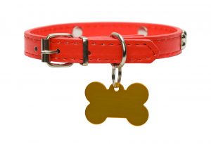 Close Up of Isolated on White Best Dog Collar