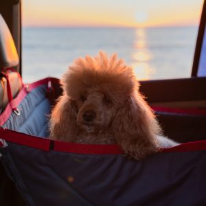 Dog Car Booster for Seat