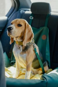 Dog Sitting On Dog Car Seat