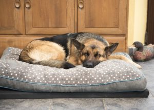 German Shepherd Sleeping On the Orthopedic Dog BEd