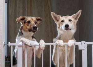 Two Dogs Standing Behind Dog Gate