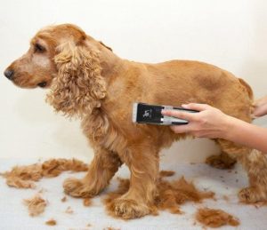 Red Spaniel dog grooming with clippers