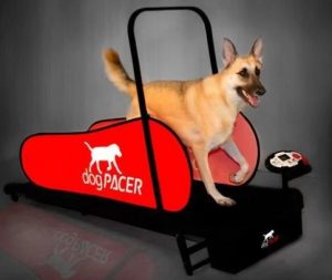 OGPACER LF 3.1 FOLDING FITNESS DOG TREADMILL FOR DOGS UP TO 179 LBS
