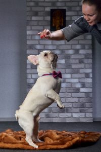 White bulldog trained to stand on the rear paws