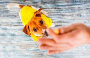 a small dog in a yellow coat is trained with a treat