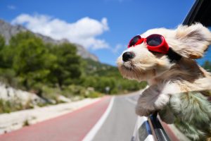Happy dog wearing goggles rides in a car