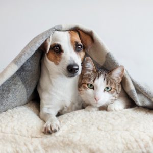 Best Blanket for Pets